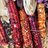 Painted Mountain Corn (Colorado-Adapted)